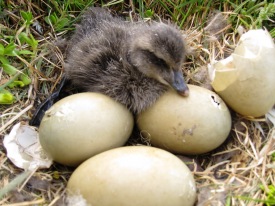 Þessi lifði af vorhretið 2011