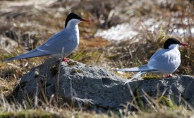 Fallegur fugl og duglegur